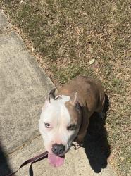 Found/Stray Male Dog last seen Marlwood Cir Charlotte Nc 28227, Charlotte, NC 28227