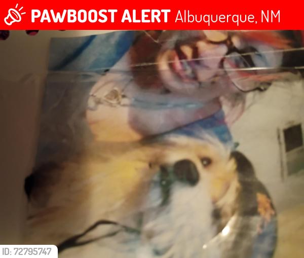 Lost Male Dog last seen Bel Air and Claremont , Albuquerque, NM 87110
