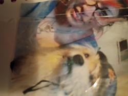 Lost Male Dog last seen Bel Air and Claremont , Albuquerque, NM 87110