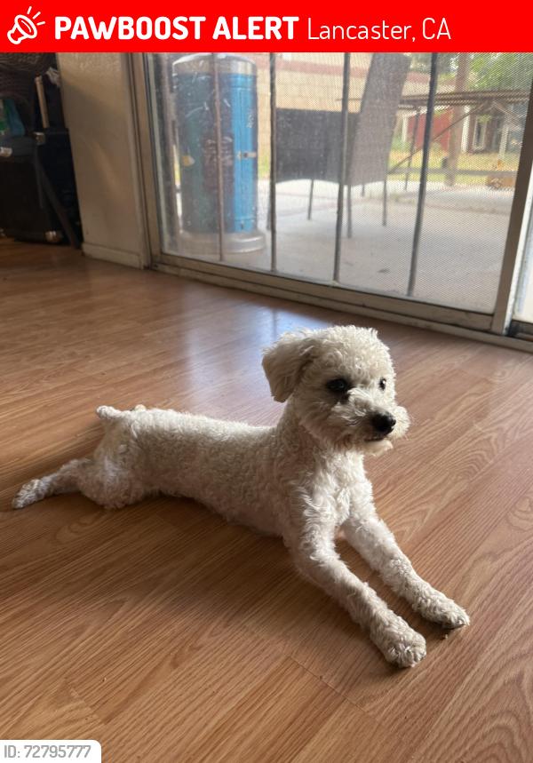 Lost Male Dog last seen Ave J and 5th St E, Lancaster, CA 93534