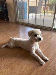 Lost Male Dog last seen Ave J and 5th St E, Lancaster, CA 93534