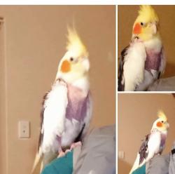 Lost Male Bird last seen Poseidon rd heathridge 6027, Heathridge, WA 6027