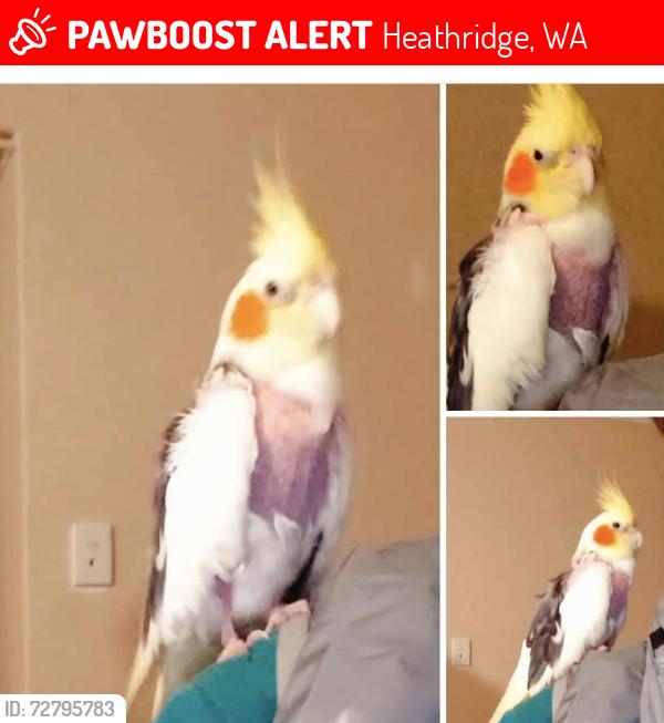 Lost Male Bird last seen Poseidon rd heathridge 6027, Heathridge, WA 6027