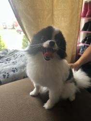 Found/Stray Male Dog last seen Melrose park , Melrose Park, IL 60160