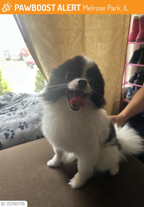 Found/Stray Male Dog last seen Melrose park , Melrose Park, IL 60160