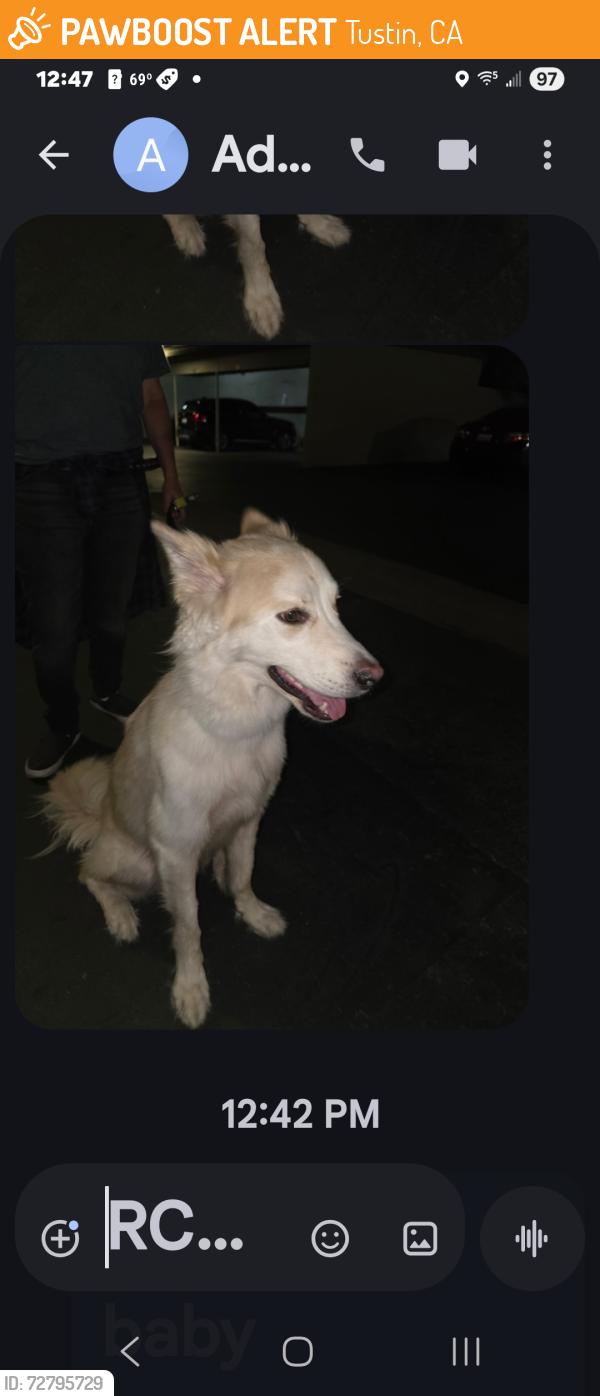Found/Stray Male Dog last seen Williams and McFadden, tustin ,Santa ana, Tustin, CA 92780