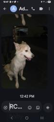 Found/Stray Male Dog last seen Williams and McFadden, tustin ,Santa ana, Tustin, CA 92780