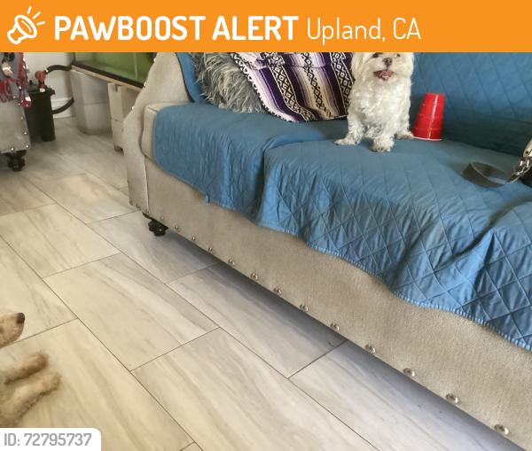 Found/Stray Male Dog last seen 9th and 12th Upland, Upland, CA 91786