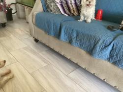 Found/Stray Male Dog last seen 9th and 12th Upland, Upland, CA 91786