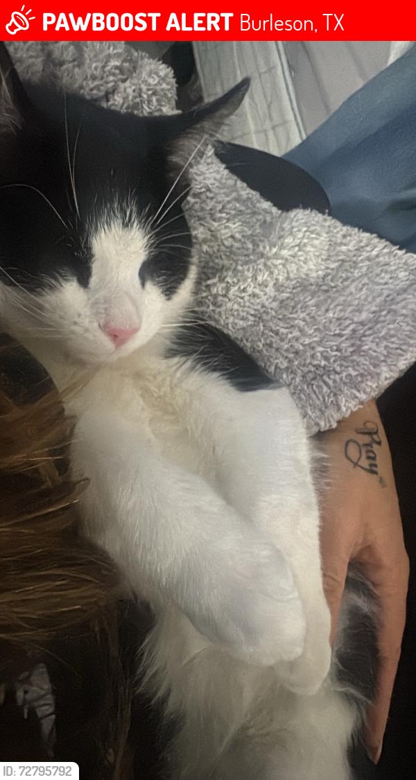 Lost Male Cat last seen Alsbury, Burleson, TX 76028