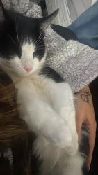 Lost Male Cat last seen Alsbury, Burleson, TX 76028