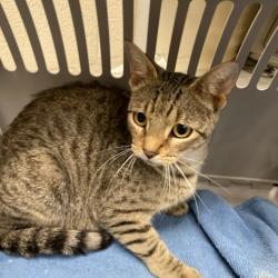 Shelter Stray Female Cat last seen , Memphis, TN 38133