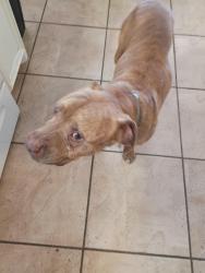 Found/Stray Male Dog last seen 22nd st, Lubbock, TX 79416