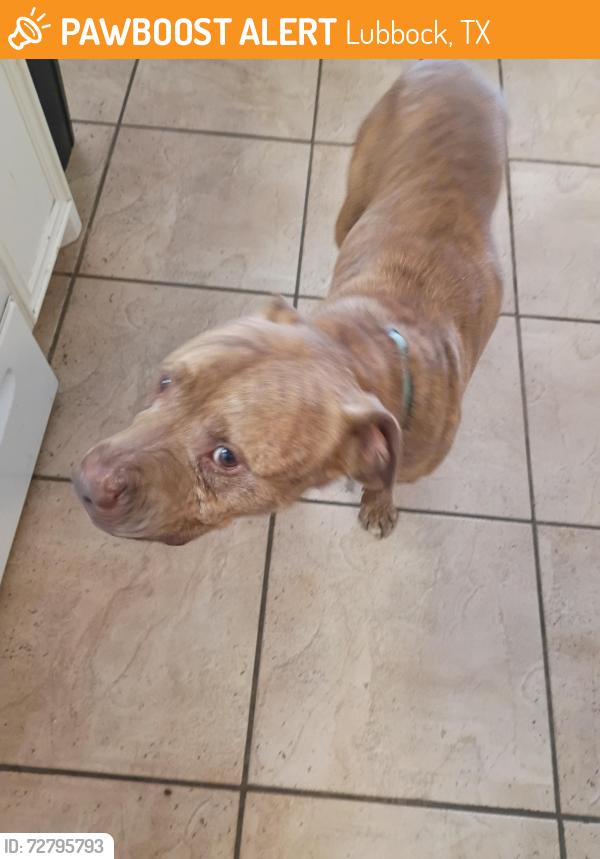 Found/Stray Male Dog last seen 22nd st, Lubbock, TX 79416