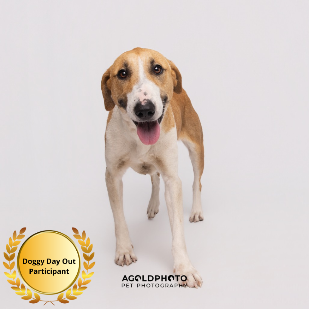 Shelter Stray Female Dog last seen , Tampa, FL 33607