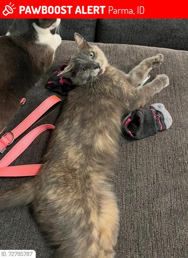 Lost Female Cat last seen Near E Fisk Ave Parma Idaho, Parma, ID 83660