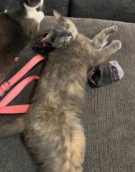 Lost Female Cat last seen Near E Fisk Ave Parma Idaho, Parma, ID 83660