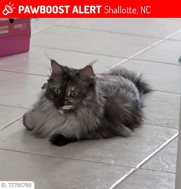 Lost Female Cat last seen Near Twins Ct Sw, Shallotte, NC 28470