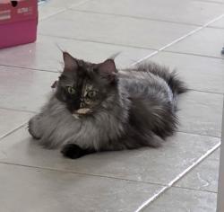 Lost Female Cat last seen Near Twins Ct Sw , Shallotte, NC 28470