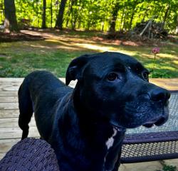 Found/Stray Male Dog last seen Oak Glen Subdivision, Locust Hill Rd (Hwy 290) & Mountain Crest, Taylors, SC, Greenville County, SC 29687