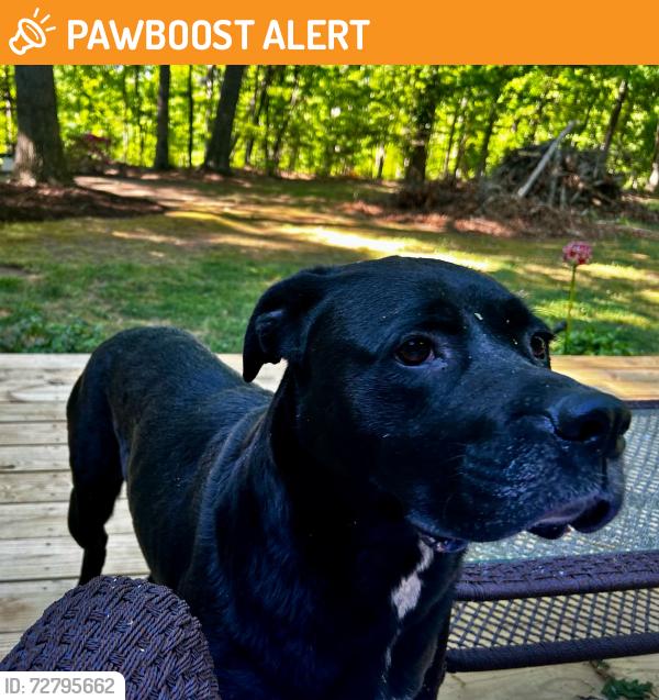 Found/Stray Male Dog last seen Oak Glen Subdivision, Locust Hill Rd (Hwy 290) & Mountain Crest, Taylors, SC, Greenville County, SC 29687