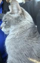 Found/Stray Male Cat last seen Laclede, Maplewood, MO 63143