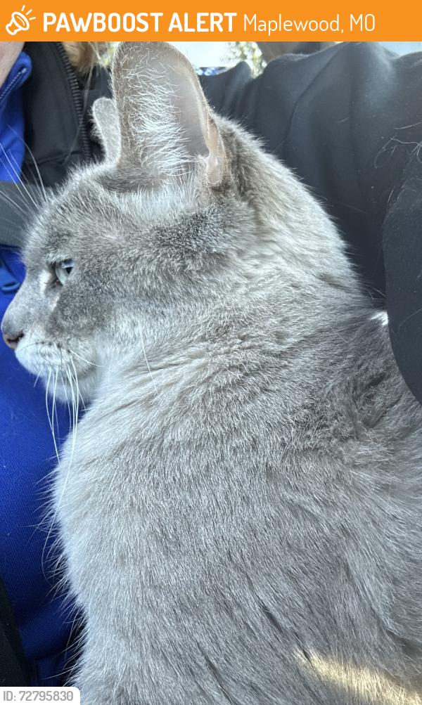 Found/Stray Male Cat last seen Laclede, Maplewood, MO 63143