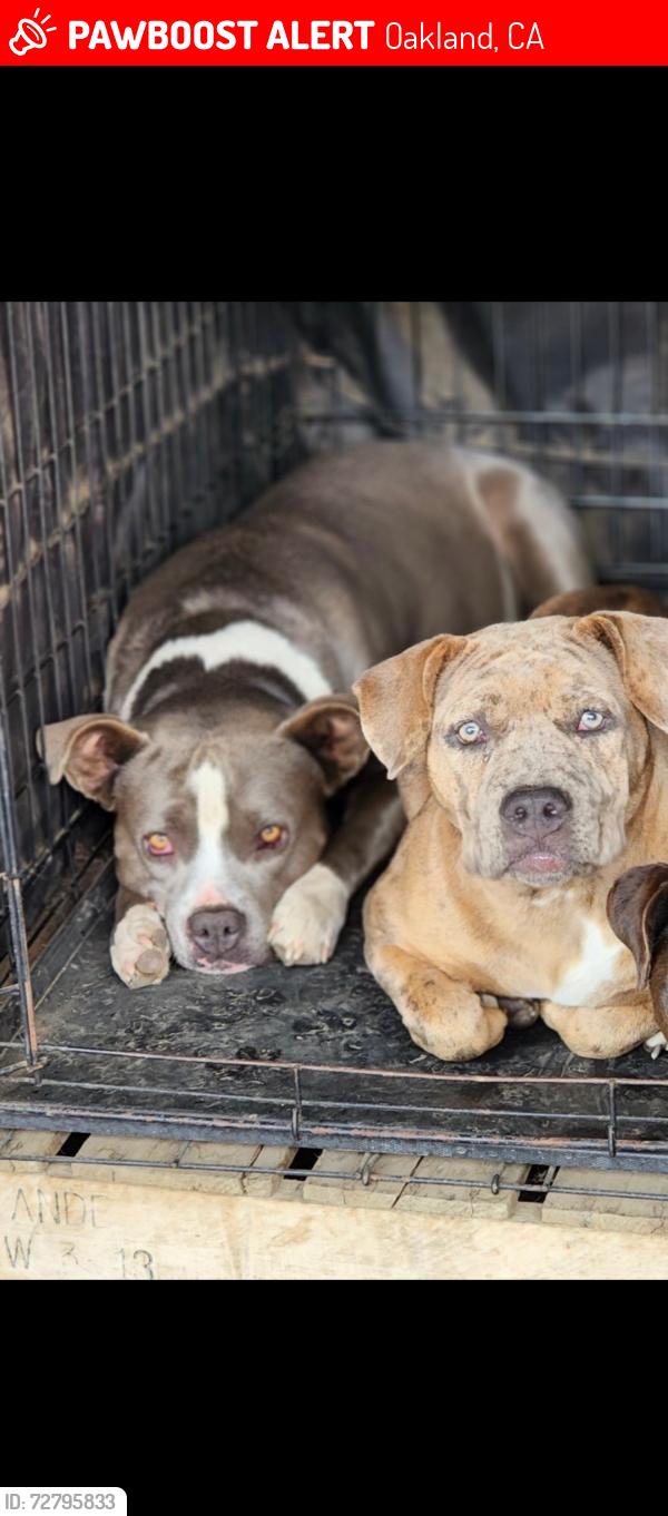 Lost Female Dog last seen Near Greenridge Dr Oakland, CA  94605 United States, Oakland, CA 94605