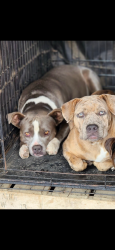 Lost Female Dog last seen Near Greenridge Dr Oakland, CA  94605 United States, Oakland, CA 94605