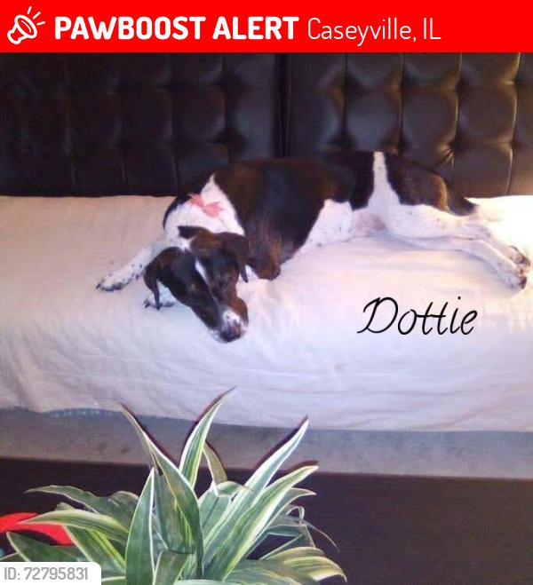 Lost Female Dog last seen Hwy 159, Caseyville, IL 62232