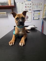 Shelter Stray Female Dog last seen Bexar County, New Braunfels, TX 78130
