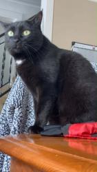 Lost Male Cat last seen on ridge rd in webster, in between salt rd and phillips rd, Webster, NY 14580