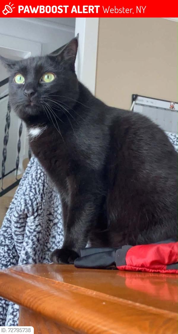 Lost Male Cat last seen on ridge rd in webster, in between salt rd and phillips rd, Webster, NY 14580