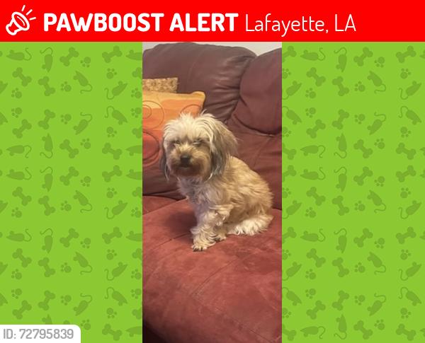 Lost Female Dog last seen University , Lafayette, LA 70506