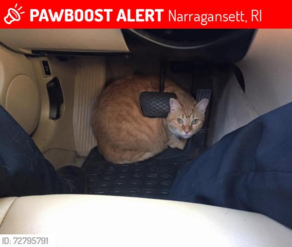Lost Male Cat last seen Narragansett vacay rentals , Narragansett, RI 02882