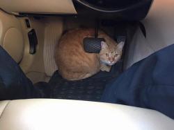 Lost Male Cat last seen Narragansett vacay rentals , Narragansett, RI 02882