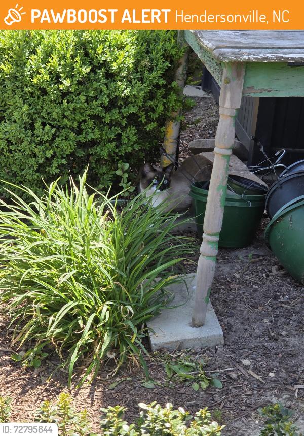 Found/Stray Unknown Cat last seen Shano, Hendersonville, NC 28791
