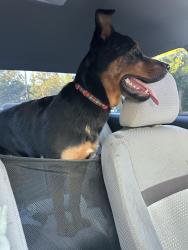 Found/Stray Female Dog last seen Between Franklin School and Cleveland Academy of Leadership, Spartanburg, SC 29301