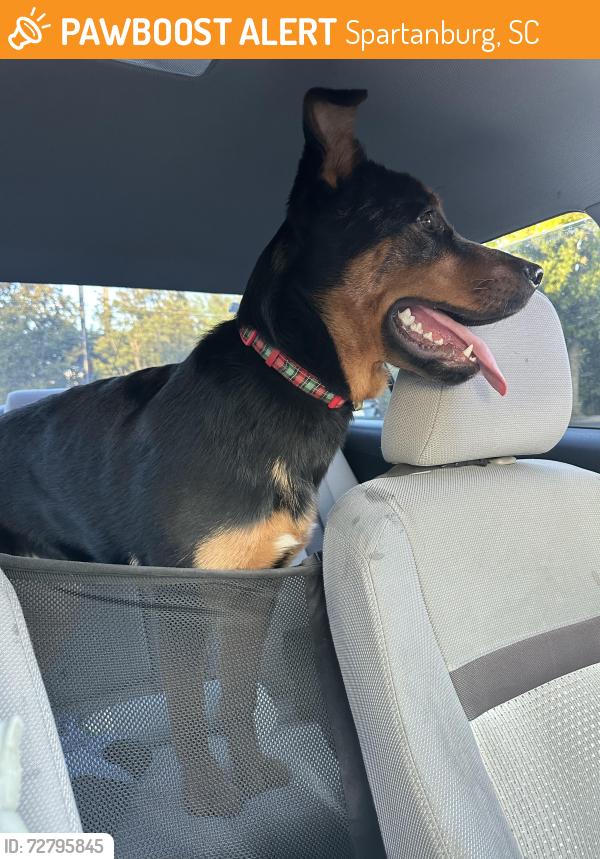 Found/Stray Female Dog last seen Between Franklin School and Cleveland Academy of Leadership, Spartanburg, SC 29301