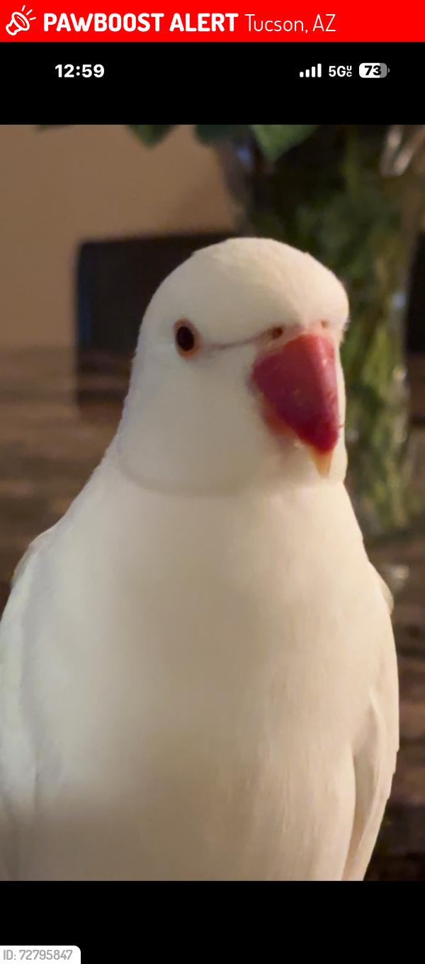 Lost Female Bird last seen Felix, Drexel , Alvernon, Tucson, AZ 85706