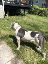 Found/Stray Unknown Dog last seen Rogers, Baltimore, MD 21207