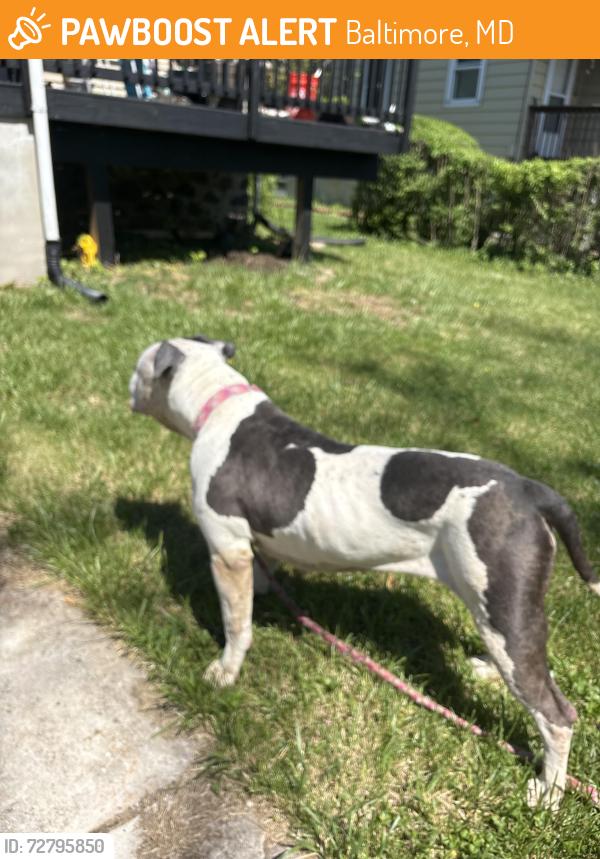 Found/Stray Unknown Dog last seen Rogers, Baltimore, MD 21207
