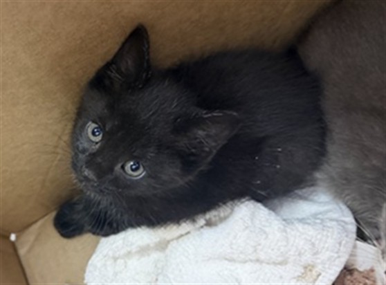 Shelter Stray Female Cat last seen RETURN, Jacksonville, FL 32204