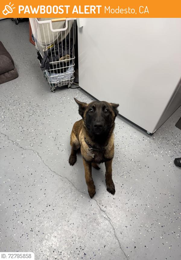 Found/Stray Female Dog last seen Paul Avenue (near Yosemite & El Vista), Modesto, CA 95354