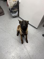 Found/Stray Female Dog last seen Paul Avenue (near Yosemite & El Vista), Modesto, CA 95354