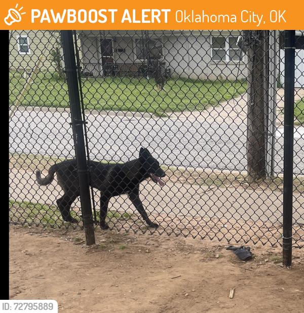 Found/Stray Unknown Dog last seen Linwood 5th Grade Center, Oklahoma City, OK 73107