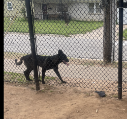 Found/Stray Unknown Dog last seen Linwood 5th Grade Center, Oklahoma City, OK 73107