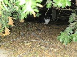 Found/Stray Unknown Cat last seen Sheridan and Greenleaf , Chicago, IL 60640