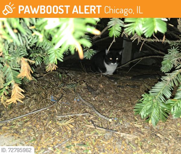 Found/Stray Unknown Cat last seen Sheridan and Greenleaf , Chicago, IL 60640