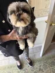 Found/Stray Female Dog last seen Minden rd and Timber Creek Pl, Virginia Beach, VA 23464